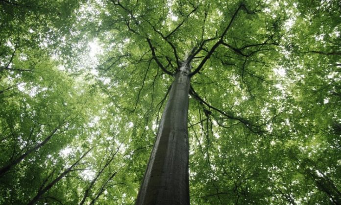 UNESCO proglasio prašumu Јanj kod Šipova prirodnim dobrom od svjetskog značaja